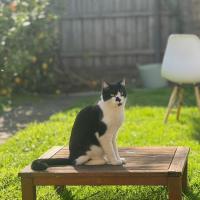 Photo of Apolo