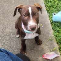 Photo of Sadie