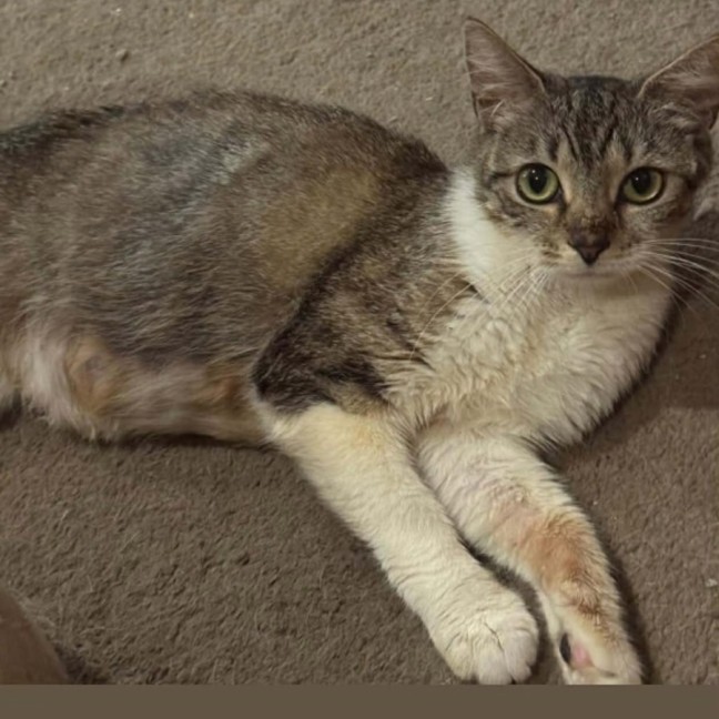 Photo of Opal