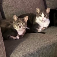 Photo of Penn **2nd Chance Cat Rescue**