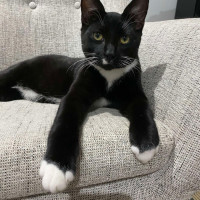 Photo of Binx