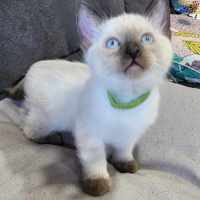 Photo of Milo