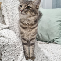 Photo of Ollie