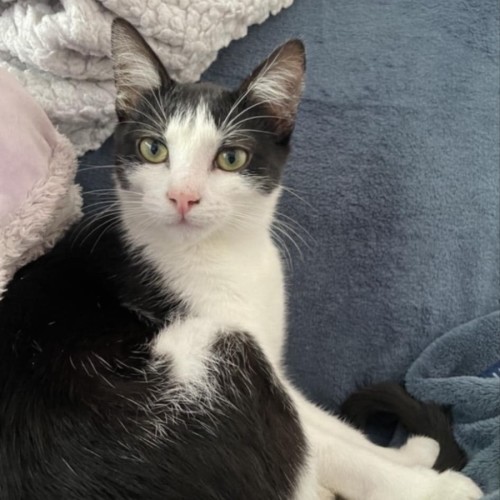 Lia  - Domestic Short Hair (DSH) Cat