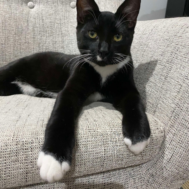 Photo of Binx