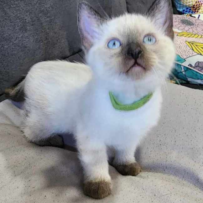 Photo of Milo