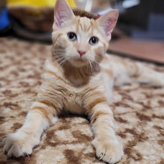 Photo of Lady Purrsalot