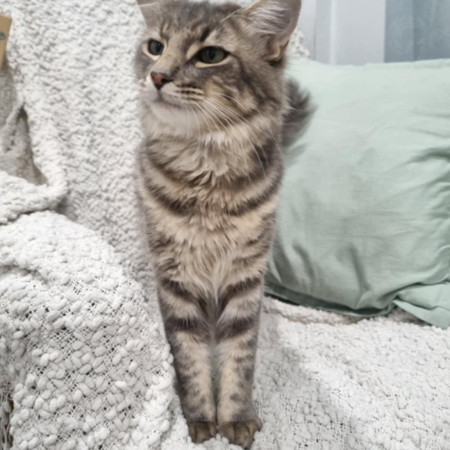 Photo of Ollie