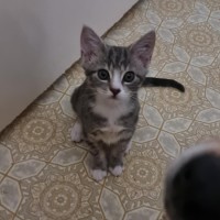 Photo of Maxx *9 Lives Project Rescue*