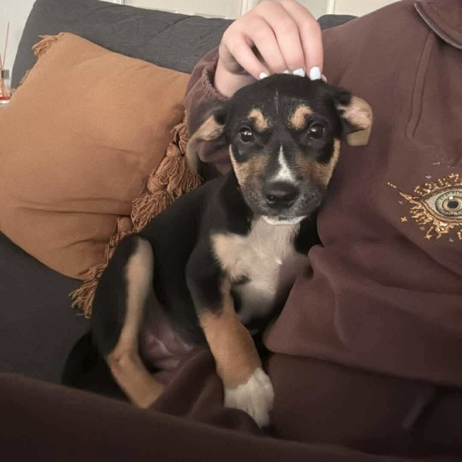 Photo of Dobby