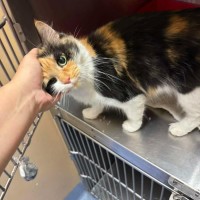 Photo of Jemima   In Foster Care In Ashburton