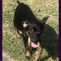 Photo of Rascal