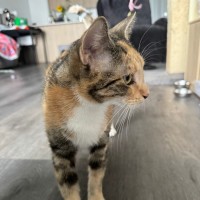 Photo of Caramel Slice