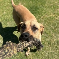 Photo of Chico