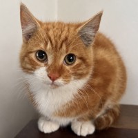 Photo of Butters