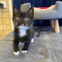Photo of Prancer 