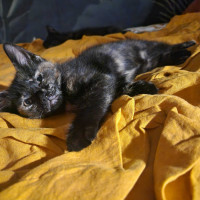 Photo of Flabbergast