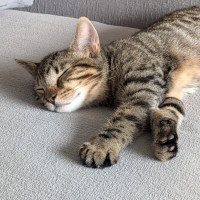 Photo of Calibri
