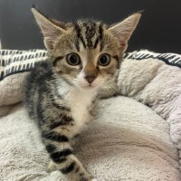 Photo of C1603 Gerri