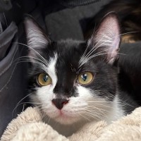 Photo of 🧡 Bandit 🧡