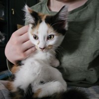 Photo of Mango & Sully