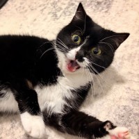 Photo of Oreo