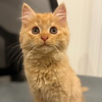 Photo of Kayak & Canoe