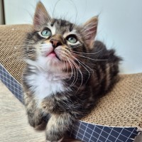 Photo of Caspian 💙