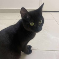Photo of Ebony