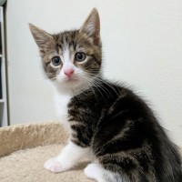 Photo of Arnott
