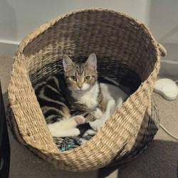Male Domestic Short Hair (DSH) Cat