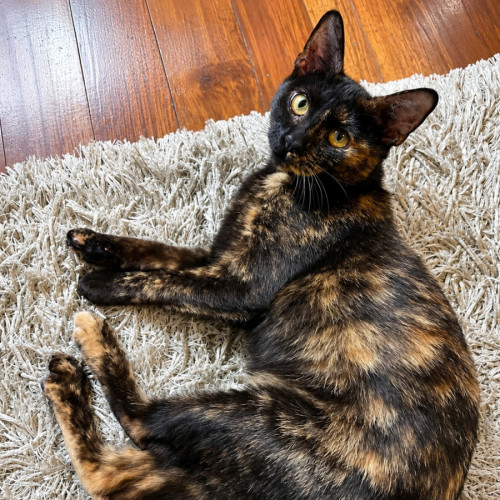 Latte - Domestic Short Hair (DSH) Cat