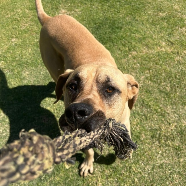Photo of Chico