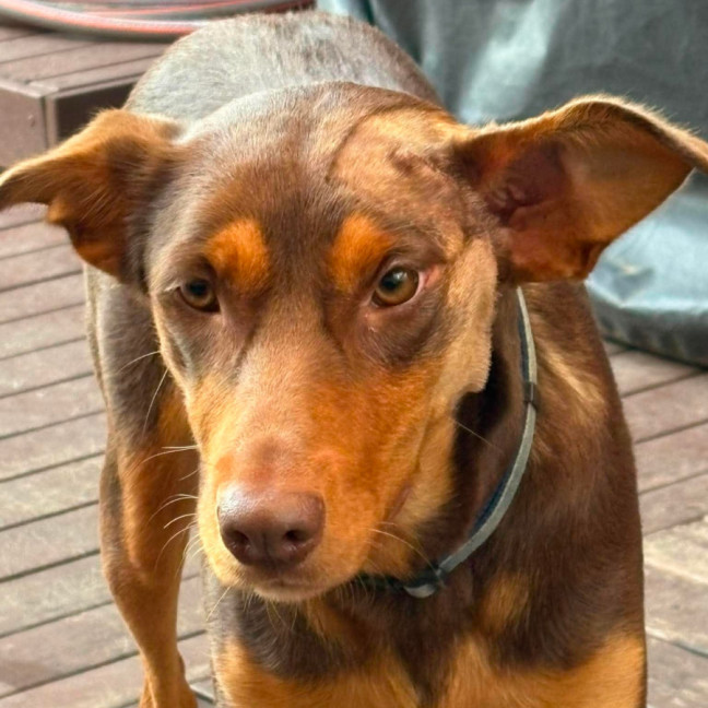Photo of Piper