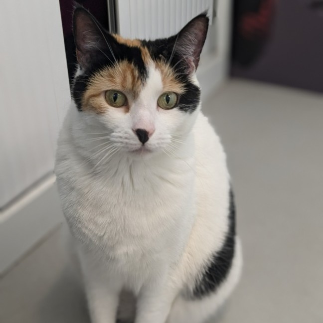 Photo of 🎡 Angelica 5623 🎡