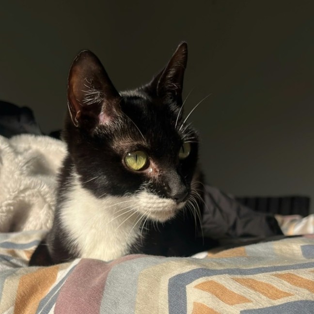 Photo of Squidette