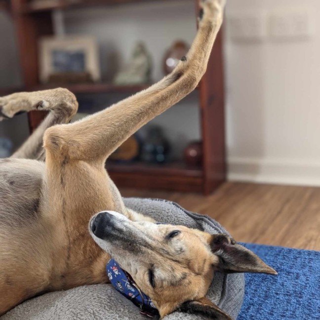 Photo of Tiger, The Greyhound