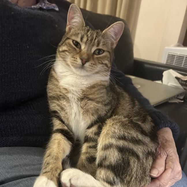 Photo of Batman   Bonded With Enchantress