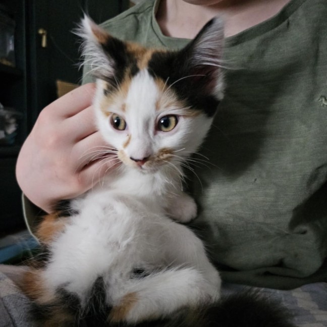 Photo of Mango & Sully