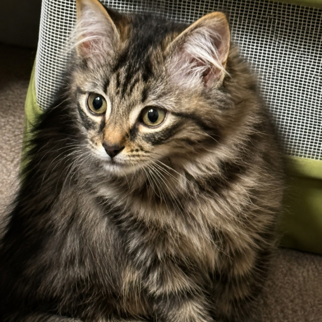 Photo of Belladonna