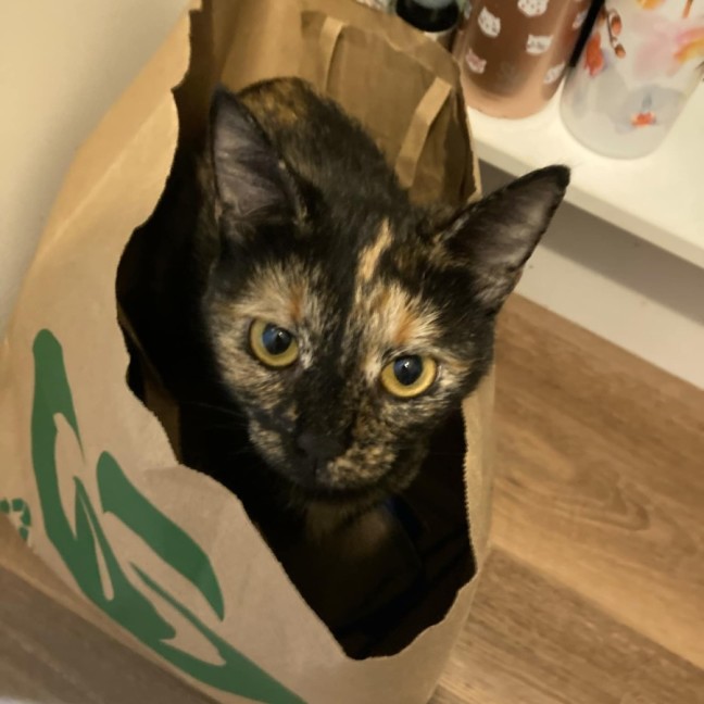 Photo of 🌼 Penee 🌼