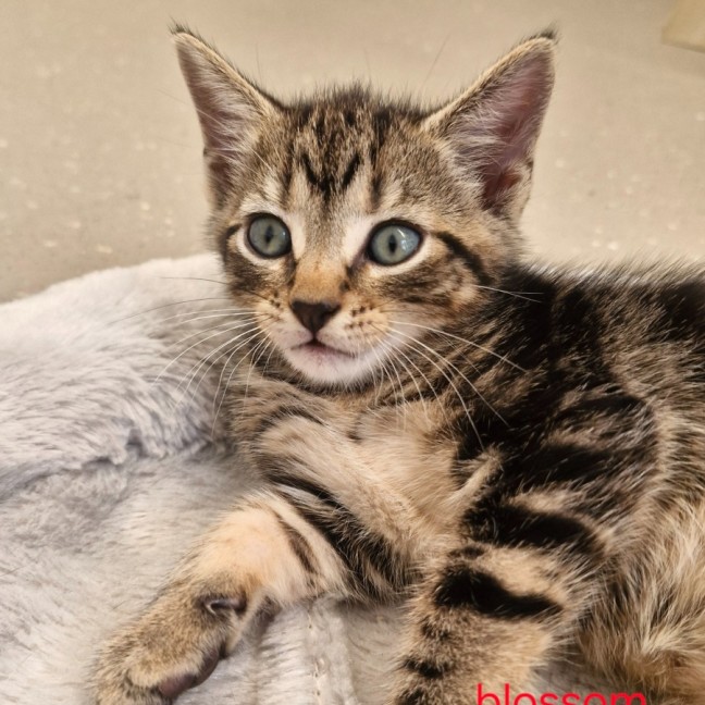 Photo of C1523 Blossom 