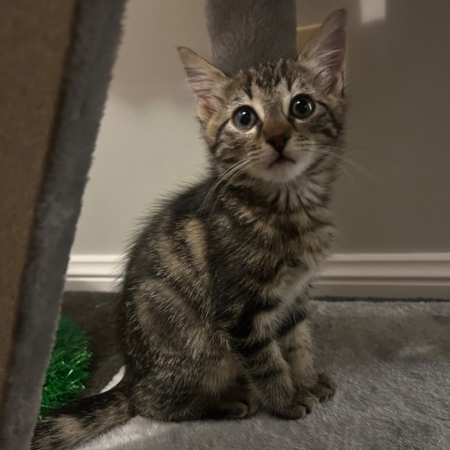 Photo of Horizon Aka "Have A Chat"