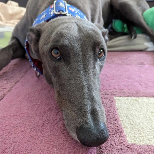 Photo of Romeo, The Greyhound