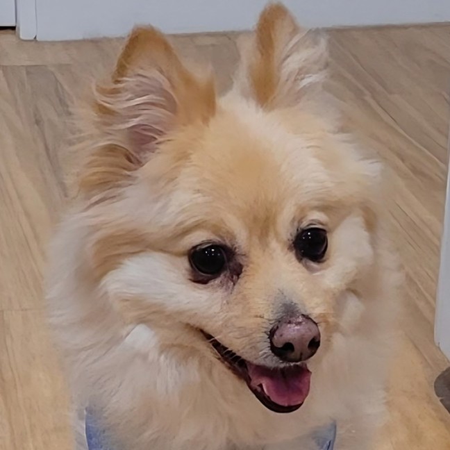 Photo of Prince