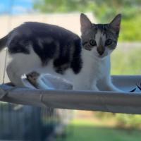 Photo of Oreo