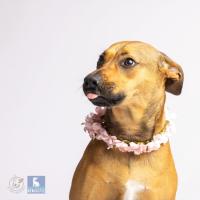 Photo of Rosie   2 Year Old Mixed Breed