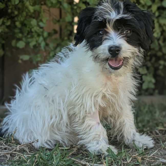 Photo of Sponge Cake