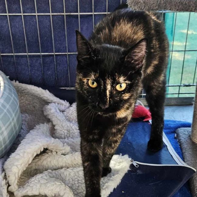 Photo of Suzie ** 2nd Chance Cat Rescue**