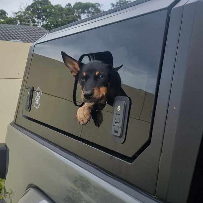 Photo of Chip